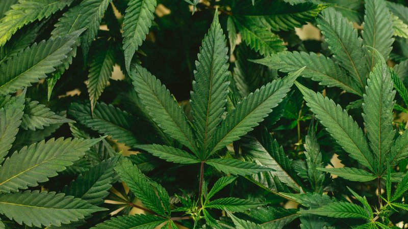 خطرات روانی مصرف گل و مشتقات کانابیس: از روان‌ پریشی تا اسکیزوفرنیا