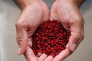 زرشک؛ میوه‌ ای کوچک با هزاران خاصیت شگفت‌ انگیز برای سلامت بدن